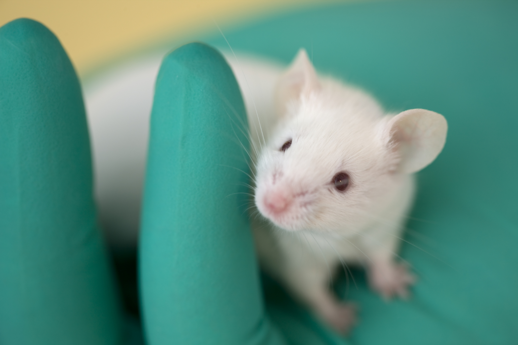 Three Deaf Mice? Not Anymore! | NAIA Official Blog