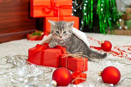 Adopting a Pet This Holiday Season? Ask Yourself some Questions First. |  NAIA Official Blog
