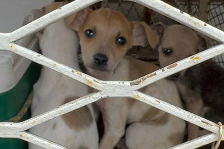 NAIA Offical Blog | Animal Welfare | Animal Rights Organization