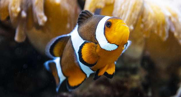 The Destructive Truth Behind Aquariums