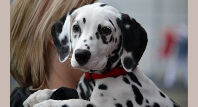 what dog breeds are prone to polycystic kidney disease